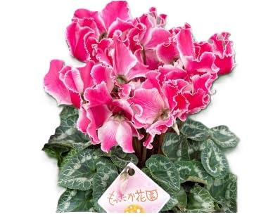 (お届け:11月下旬〜12月)シクラメン 5号鉢