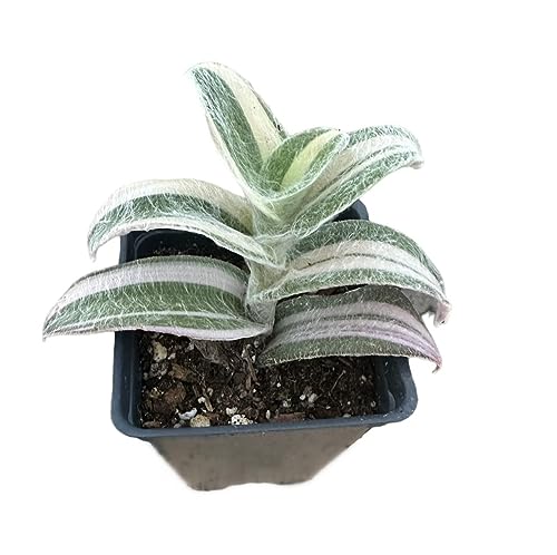 USKC Live Wandering Jew Plants (2' Pot Tradescantia Sillamontana Variegated)