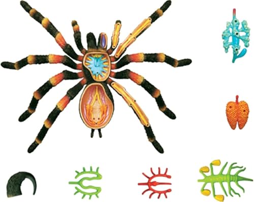 Modèle anatomique Spider 4D de précision scientifique à 33 pièces