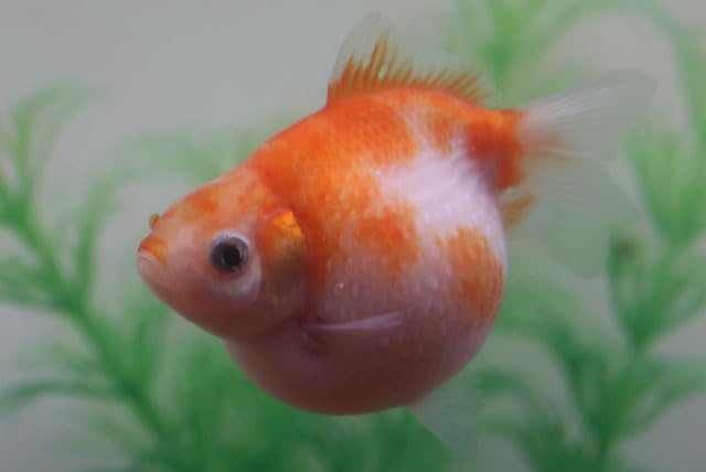 Amazon | （国産金魚）ピンポンパール(尾にクセ有） 1匹 2才魚