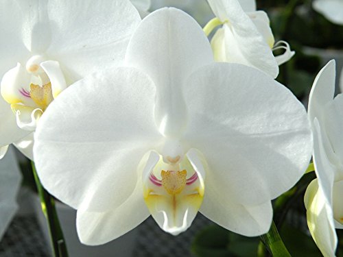 Amazon｜フラワーギフト【生花】【胡蝶蘭】【白】【ミディサイズ