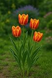 10 World's Fire Tulip Bulbs - Dazzling Blooms in Scorching Colors