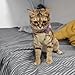 ZHORCIN Cats Recovery Suit for Spay Abdominal Wounds, Kitten Onesie Bodysuit for Cats After Surgeries, Cats Surgeries Recovery Suit Female Cone-of-Shame Alternative for Cats Anti Licking