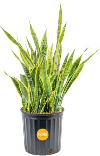 Image of Costa Farms Snake Plant, Extra Large Live Plant in Plastic Pot, Easy to Maintain, Air Purifying Succulent Indoor Houseplant, Assorted Variety, Home, Room, or Boho Decor, 3-4 Feet Tall