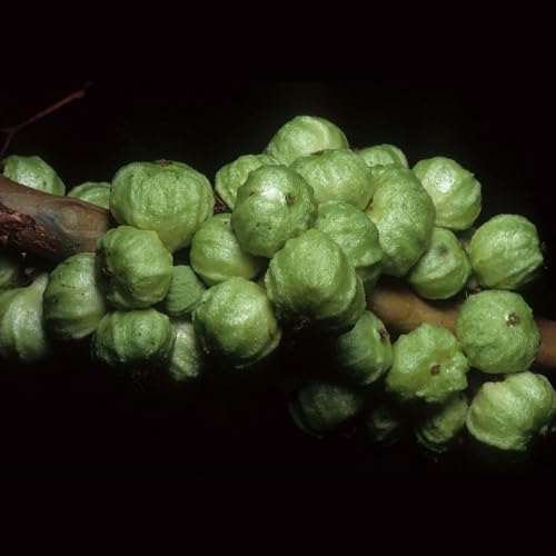 Genérico, Muda de Jabuticaba Branca 20 a 40cm AMK - Plantas Online