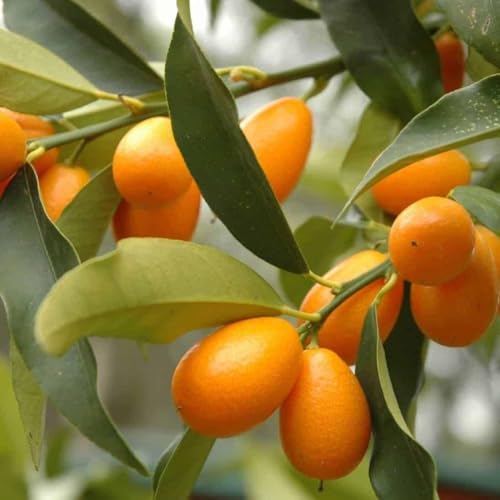 Image of All-Time12 Months Hybrid Grafted Guti Kolom Live Fruit Plant Original & Authentic Organic Tree for Outdoor Fast-Growing Fruit Plant Home Pack Of-1 (Sweet Lemon Fruit Plant, Medium)