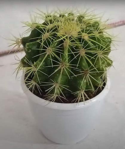 CAPPL Painted Cactus Live Plant with Plastic Pot (Yellow) (B08W4Y27Q9) Amazon Price History, Amazon Price Tracker