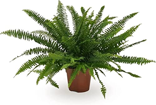 Helecho Nephrolepis Exaltata Planta Purificadora del Aire