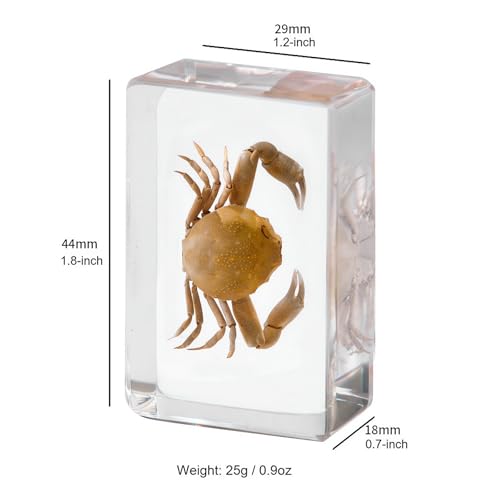 Image of Taxidermy Fish 7pcs, Real Sea Oceans Animals Fish Specimens in Resin Preserved, Clear for Closer-Look & Study, Science Educational Classroom Specimen for Home Office Ornament Gift (1.8x1.2x0.7-inch)