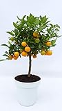 orangenbaum kaufen Die Calamondin Orange ist eine kleine Frucht aus dem Orient. Diese Sorte ist weit verbreitet in den Philippinen, auf Hawaii, in den Vereinigten Staaten und in Europa. In China wird diese Frucht auch als Neujahrsgeschenk genutzt, da sie Glück symbolisiert.