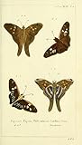 Artist: Daniel Sotzmann The Poster Corp Daniel Sotzmann – Naturgeschichte des Thierreichs 1780 Papilio Pleb Urbieul Kunstdruck (60,96 x 91,44 cm)