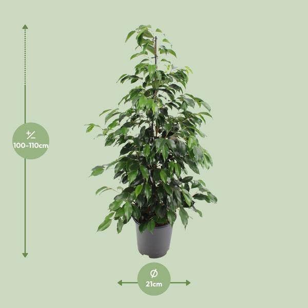 Figa brzozowa – Ficus benjamina Danielle – Ø 21 cm – wysokość ok. 95–105 cm – roślina pokojowa z błyszczącymi zielonymi liśćmi – łatwa w pielęgnacji i oczyszczająca powietrze roślina zielona