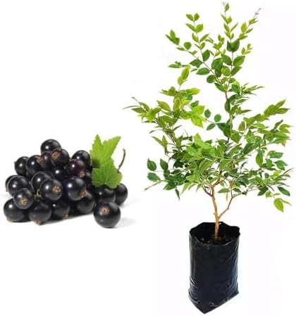 Muda de Jabuticaba Híbrida (Myrciaria cauliflora) 20 a 40cm AMK |...