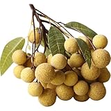 DIYEAH Adorno de Longan Artificial Realista 50 Unidades Modelo de Fruta Decorativa de Plástico para Decoración de Escaparates y Enseñanza en Hogar y Cocina