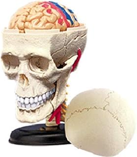 Skeleton Model, 4D Human Anatomy Cranial Skull Model, Human Skull with Brain Anatomical Model 39-Part Life-Size Anatomy for Science Classroom Study Display Teaching Medical Model