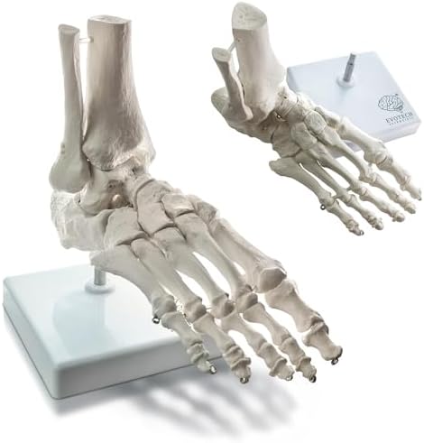 Human Foot and Ankle Model, Life Size Medical Anatomy Foot Skeleton Model
