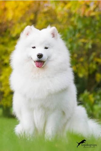 Samoyed Jigsaw Puzzle 1000 Pieces