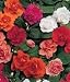 30 Impatien Bush Mixed Seeds