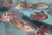 2 Pack of Blood Jewel Cichlids 1-2