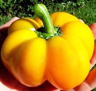 Pimento Yellow Cheese Sweet Pepper Seeds - Great for Salads, Stuffing or Cooking(25 - Seeds)