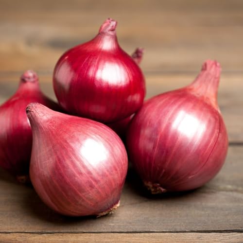 Carbeth Plants - Onion Sets Karmen 100 x Vegetable Bulbs - 500g Red Spring Planting Quality Sets - Reliable High Yielding Variety Easy to Grow - Perfect for Outdoor UK Growing