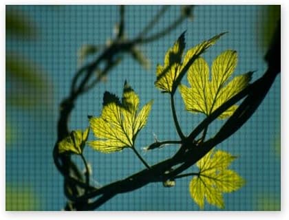 Home 114 Diamond Painting Kits for Adults Kids Leaves Nature Branch Foliage Botany Macro