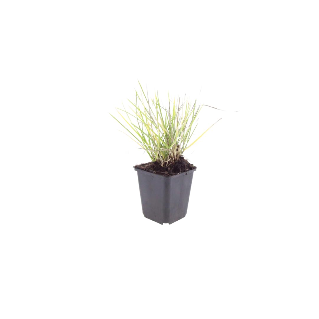 Sesleria Autumnalis, Gramínea para Jardín, Verde, Pack de 48, 10-25cm