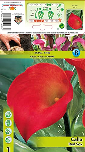 Calla/Zantedeschia  Red Sox  1 Blumenzwiebel/Knolle