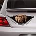 Сhoicorn Labrador-Aufkleber, Haustier-Aufkleber, 3D-Aufkleber, lustiger Auto-Aufkleber, Fenster-Aufkleber, Vinyl, Stoßstangenaufkleber, Laptop-Aufkleber