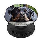 Sweet Rottweiler Face Looking Sad for Rottie Owners Lovers PopSockets PopGrip: Swappable Grip for Phones & Tablets