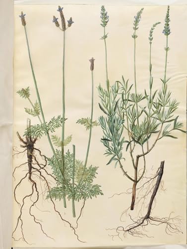 Cuadro de lavanda de 60x90cm para dar vida a las paredes vacías de tu dormitorio con arte