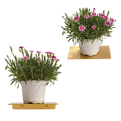 Veefos Small Gold Floating Shelves For Wall Decor 7.7 Inch, 2 Sets Bathroom Shelves Organizer Wall Mount, Sturdy Metal Wall Shelf For Plants Cell Phone Speakers Cameras Living Room Office #TOP7