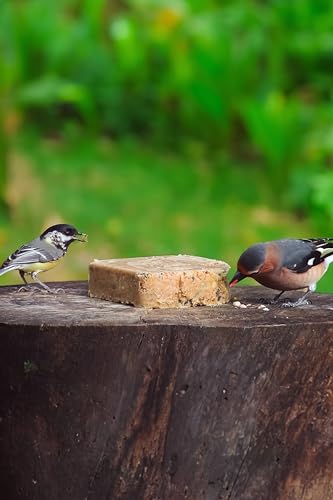 Energieblock Vogelfutter Wildvögel Ganzjährig – mit proteinreichen Insekten– Fettfutter für Wildvögel und Eichhörnchen, Fettblock mit Mehlwürmern – Wildvogelfutter, 12 x 300g