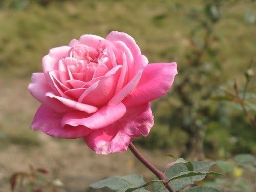 Rose Petal Powder | 100 Gm