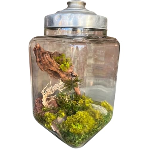 レトロなお菓子瓶を使った森の風景アート[No.356]/ 苔 鑑賞 癒し レトロ 埼玉県