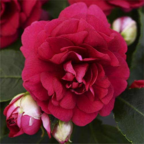 苗 インパチェンスの人気商品 通販 価格比較 価格 Com