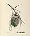 America's Other Audubon