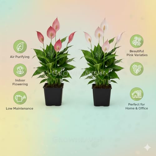 Image of Live Peace Lily Plant Combo (Pack of 2) - Dark Pink & Light Pink Flowering Plant with 3 Inch Black Plastic Pot | Indoor Plant for Home, Office & Living Room