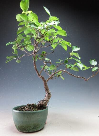 ツルウメモドキ苗 楽天市場】ツルウメモドキ 9〜10.5cmポット苗 数量割引あり/樹高