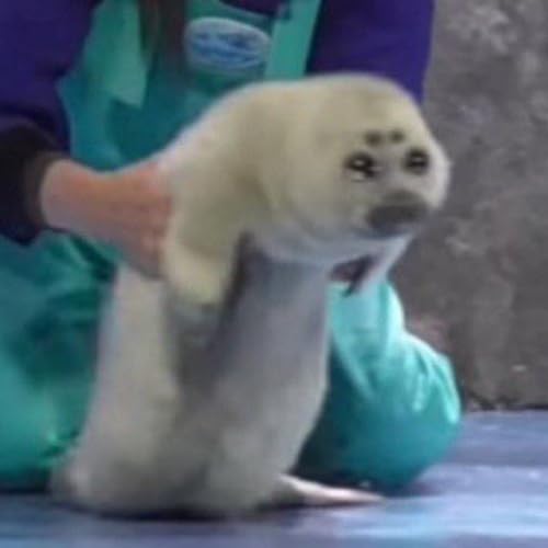 Couverture de Super awesome goober time