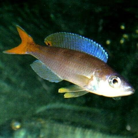 洋書 タンガニイカ シクリッド Tanganyika Cichlids