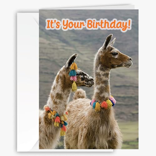 90210 Exotics Funny Llama Happy Birthday Greeting Card - Fun, Cute and Humorous Playful Pun for Animal Lovers - Adorable Unique Photography Card for Friends, Family - 5x7