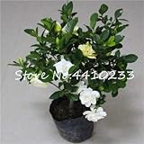 Bloom Green Co. 100 Unids/lote Gardenia Bonsai Plantas Flor de interior Plantas Ãrbol Jazmín de Cabo Sementas * Hermoso jardín en casa Flores en maceta: g