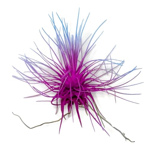 Image of Thin Air Plant, Guatemala Tillandsia Live Airplant, Healthy Arrival Guaranteed, Great Indoor Plant, Home Decor & Gift (Rainbow #2)