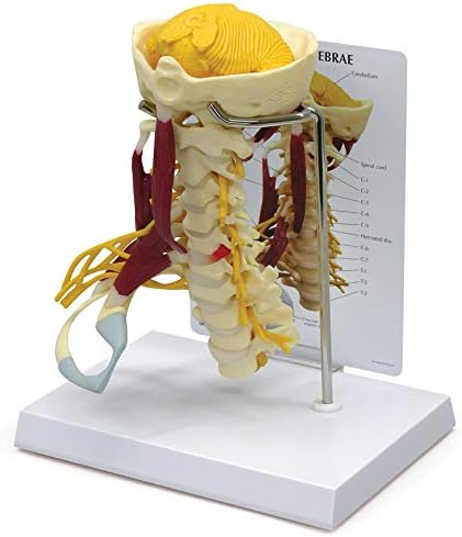 GPI Anatomicals Deluxe Muscled Cervical Vertebrae Model, Spine Model