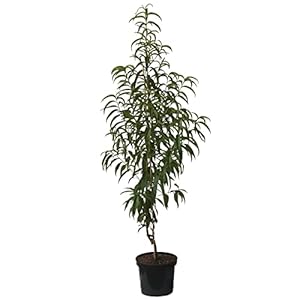 Müllers Grüner Garten Shop Flamingo Pfirsich Buschbaum