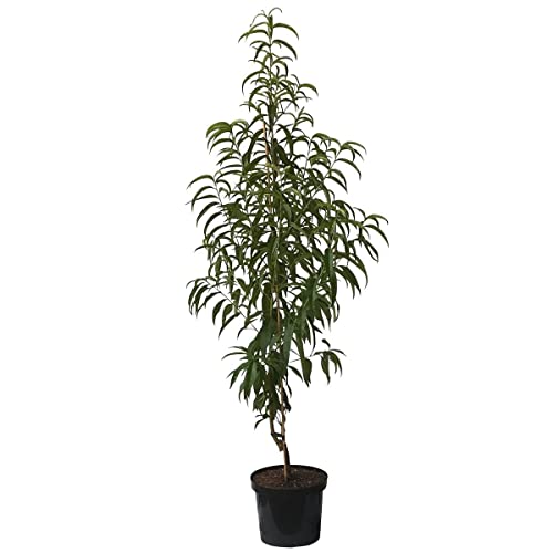 Müllers Grüner Garten Shop Flamingo Pfirsich Buschbaum