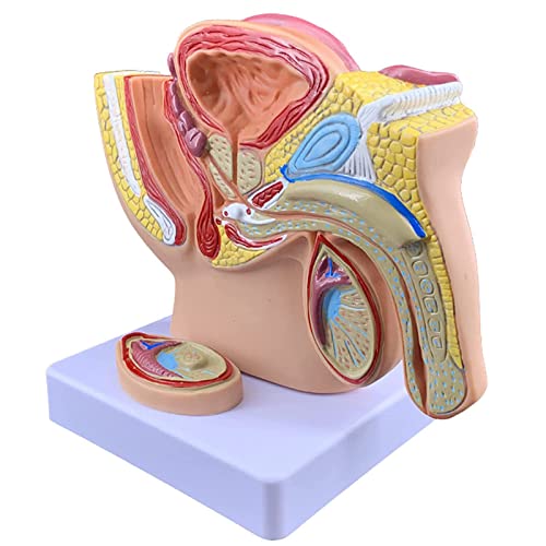 Sistema reproductor masculino humano 1:2 y modelo anatómico de pelvis para enseñanza
