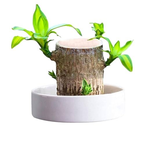 Lucky Brazilan Wood Potted Plant, Healthy Indoor Live Lucky Brazilian Wood Plant for Living Room Feng Shui,Low Maintenance Air Purifying Decor (WITHOUT POT)