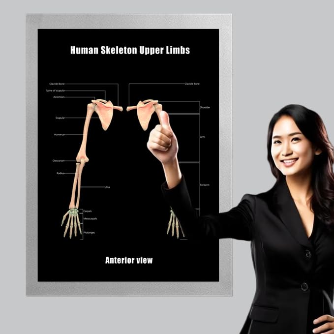 Image of Taanfu Body Educational Learning Anatomy Posters ，Skeleton Upper Limbs Art Skeleton Villi Anatomy Art Poster Digestive System Organs Illustration Small Intestine Physiology Anatomy Wall Art Villi